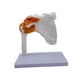 thumbnail image 4 of Herramienta De Aprendizaje : Articulación Del Hombro 1: Modelo De De Ligamento, Decoración Del ,, 4 of 6