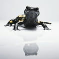 thumbnail image 2 of Salamander  with its reflection on a white surface; Tarifa  Cadiz  Andalusia  Spain Poster Print, 2 of 2