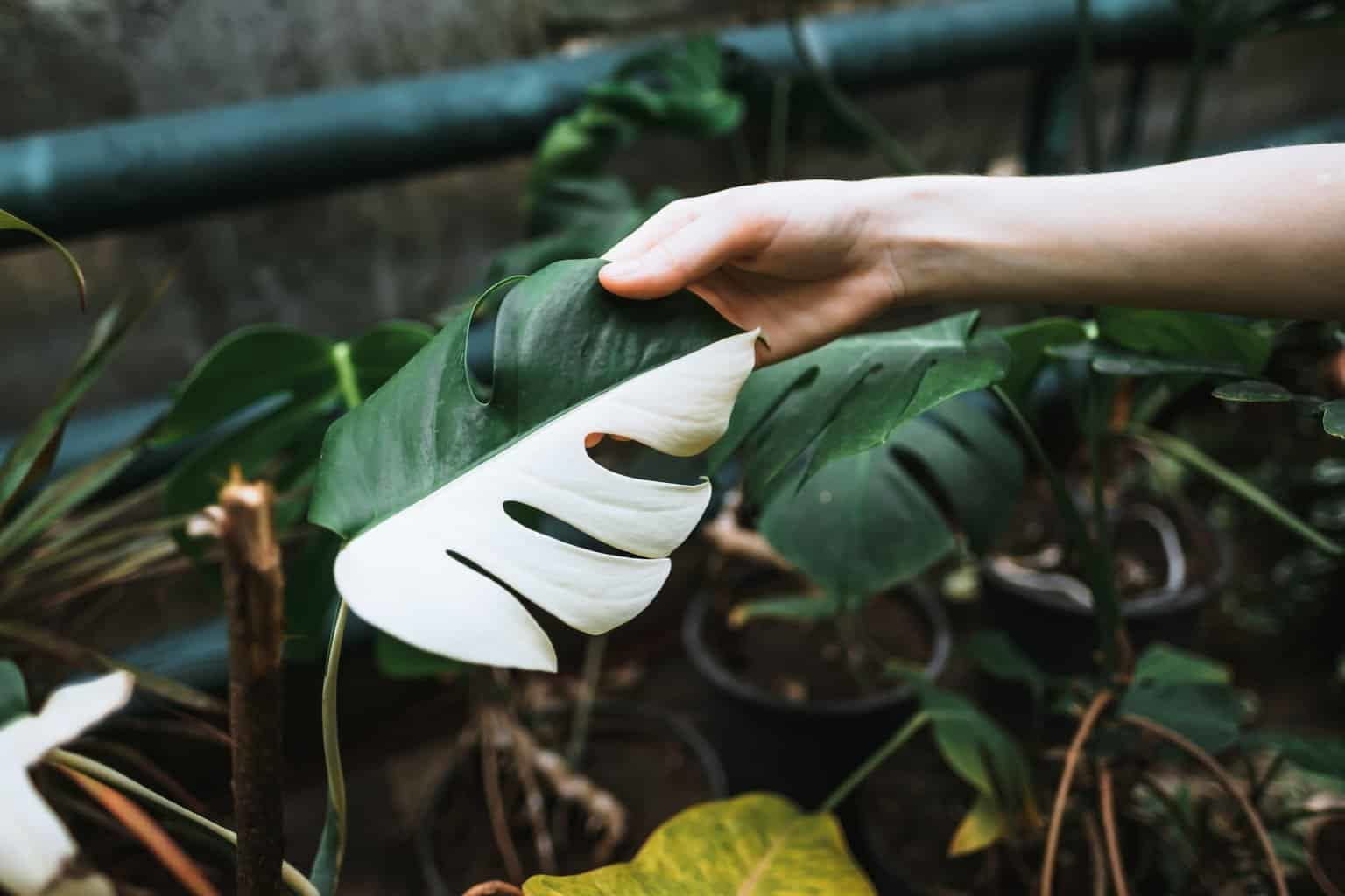 ⭐ PREMIUM Monstera Borsigiana Potting Mix - Moisture Retaining and Root Growth Enhancing by Gardenera Labs - 5 Quart