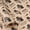 Funny Raccoon, variant on Graduation Wrapping Paper Roll, Mini Roll, Colorful Congrats Grad Wording with Toga Caps and Stars Kraft Gift Wrap Paper Perfect for Graduates, 2025 Graduation Party, 17 Inches X 16.4 Feet