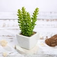 thumbnail image 2 of Efavormart Set of 3 | 8'' Assorted Sedum Oaxacanum Artificial Faux Succulent Mini Green Plant In White Ceramic Pot, 2 of 10