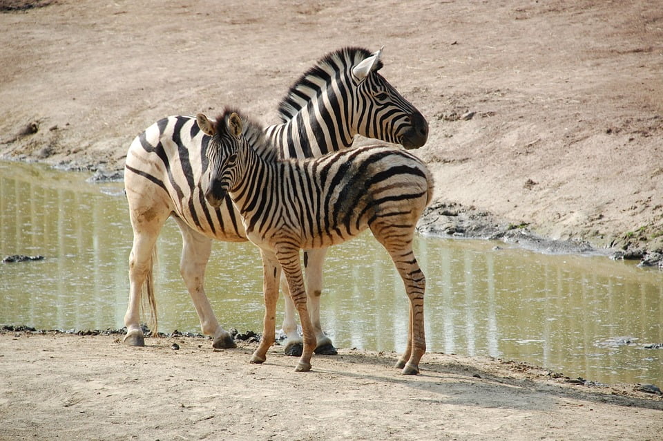 Perché La Zebra è Bianca E Nera