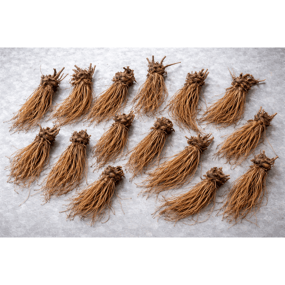 Pineberry Plants - Grow White Strawberries - Bare Root Plants (15 Pineberry Plants)