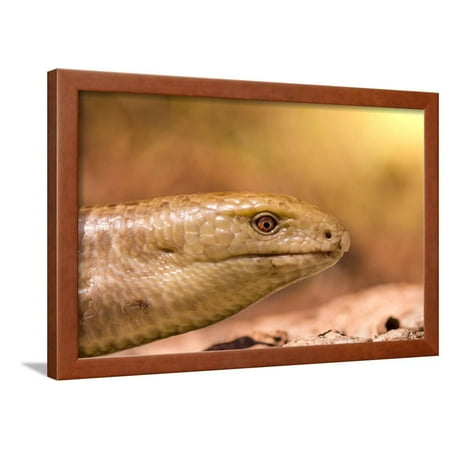 Snake Closeup Lying on the Sand under the Scorching Sun Framed Print Wall Art By