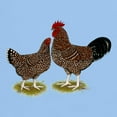 thumbnail image 3 of CafePress - Speckled Sussex Chickens Dark T Shirt - Men's Classic Graphic T-Shirt, 3 of 4