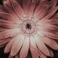 thumbnail image 2 of Aledanda 12x12 Gold Ornate Wood Framed with Double Matting Museum Art Print Titled - Gerbera, 2 of 4