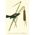 thumbnail image 2 of Audubon, John James 23x32 Black Ornate Wood Framed with Double Matting Museum Art Print Titled - Audubons Blackbird, 2 of 4
