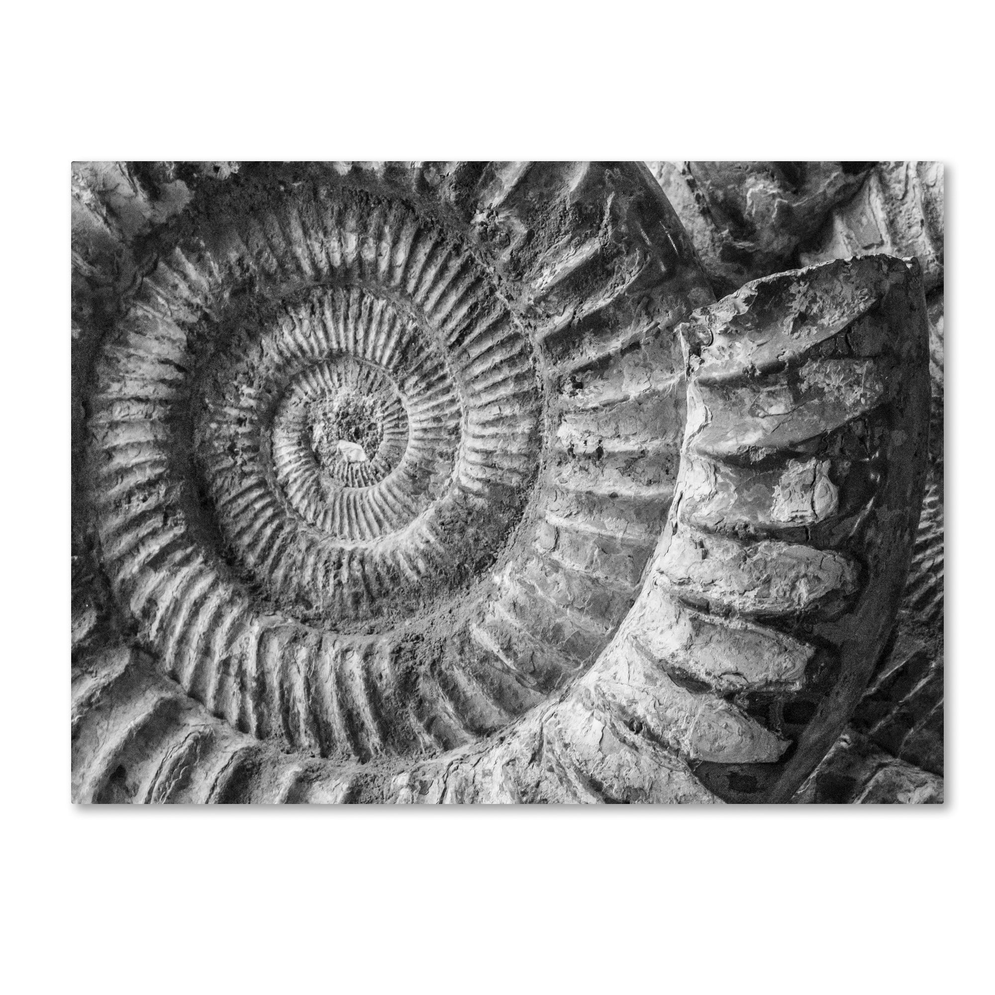 Trademark Fine Art "Amonita 1" Canvas Art by Moises Levy