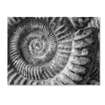 thumbnail image 2 of Trademark Fine Art "Amonita 1" Canvas Art by Moises Levy, 2 of 4