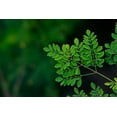thumbnail image 5 of Moringa Tree Seeds for Growing - Grow Moringa Seeds to Eat - Moringa Plant Tree Seedlings - The Tree of Life, Moringa Oleifera (100 Seeds), 5 of 5