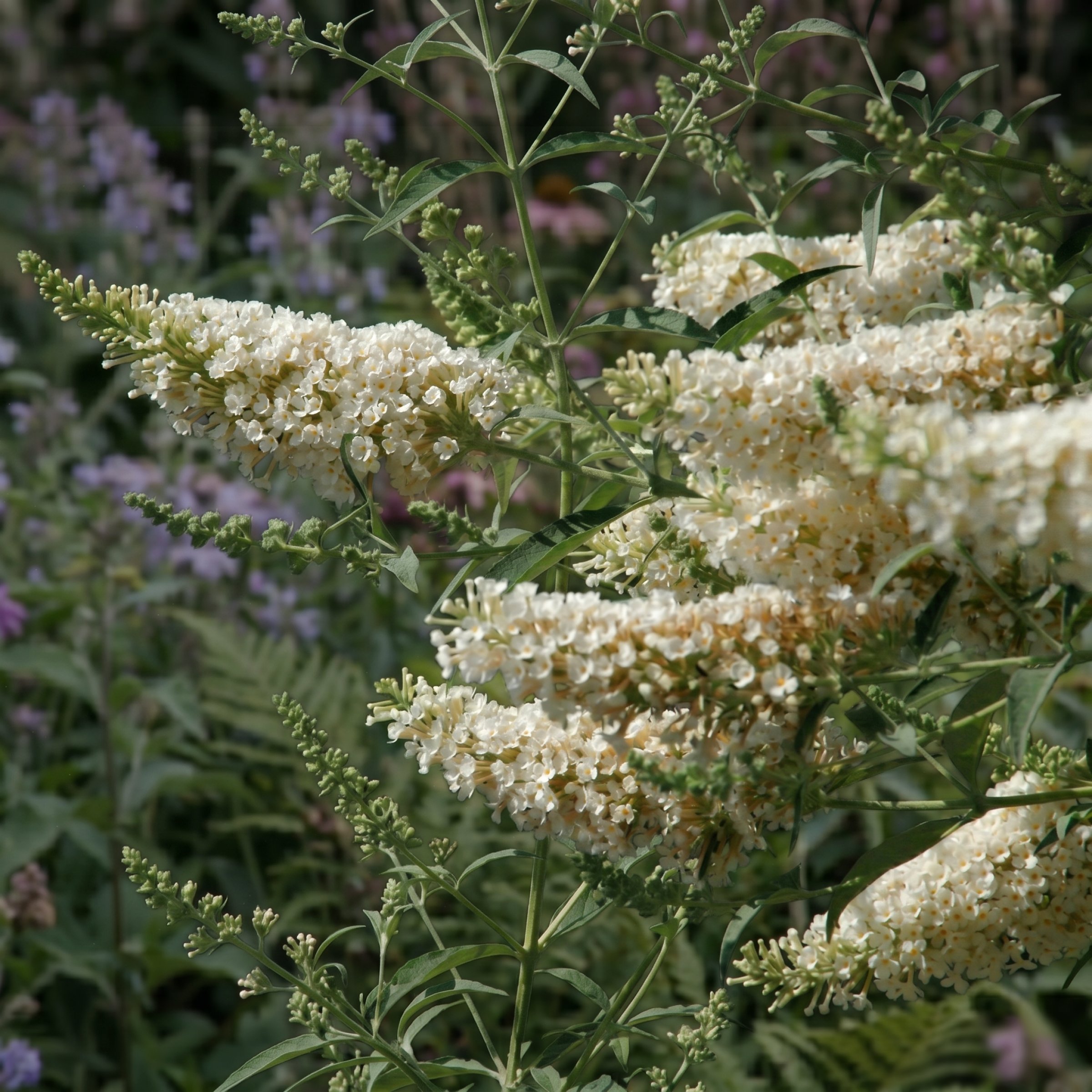National Plant Network 3.25 in. Buddleia Ivory Buzz (16-Pack)