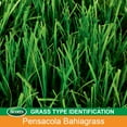 thumbnail image 4 of Scotts Turf Builder Grass Seed Pensacola Bahiagrass, 5 lbs., 4 of 5