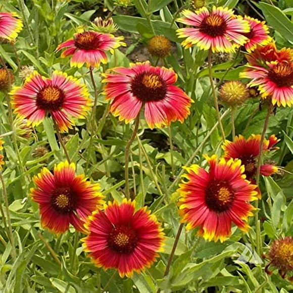 Outsidepride Gaillardia Aristata Red Blanket Flower Seeds for Planting - 1 lb Perennial Wildflower Seeds, Drought-Tolerant for Xeriscaping, Borders, Pollinator Gardens, or Wildflower Mixes