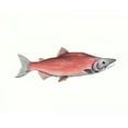 thumbnail image 2 of McCavitt, Naomi 18x15 White Modern Wood Framed Museum Art Print Titled - Watercolor Deep Sea Fish III, 2 of 4