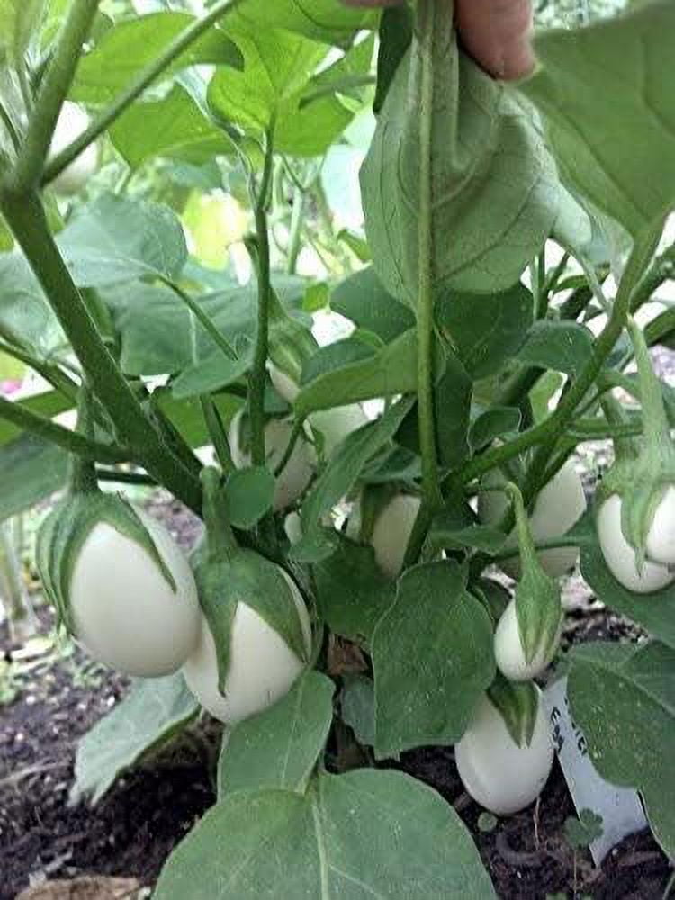 Easter Egg Eggplant Seeds for Planting (25 Seeds)