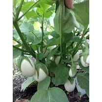 Easter Egg Eggplant Seeds for Planting (25 Seeds)
