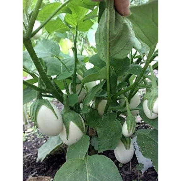 Easter Egg Eggplant Seeds for Planting (25 Seeds)