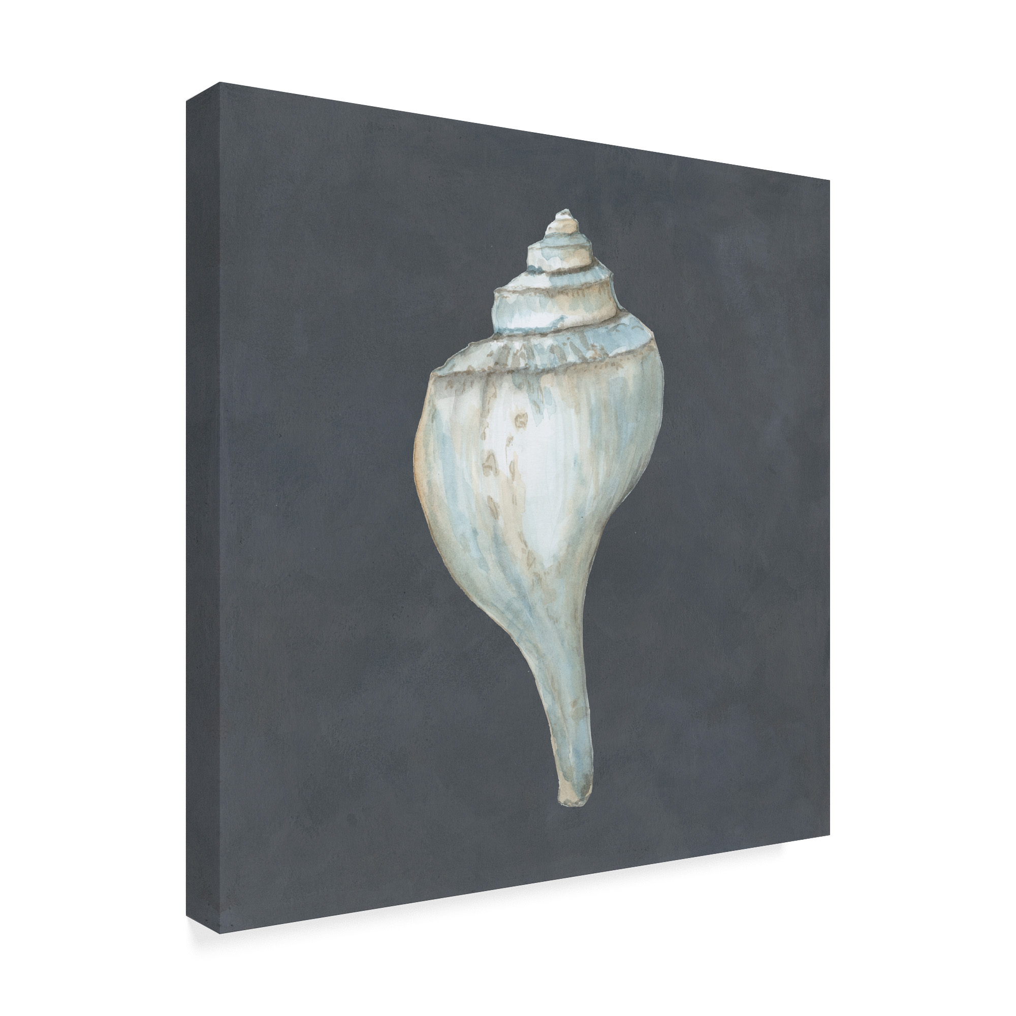 Trademark Fine Art 'Shell on Slate IV' Canvas Art by Megan Meagher
