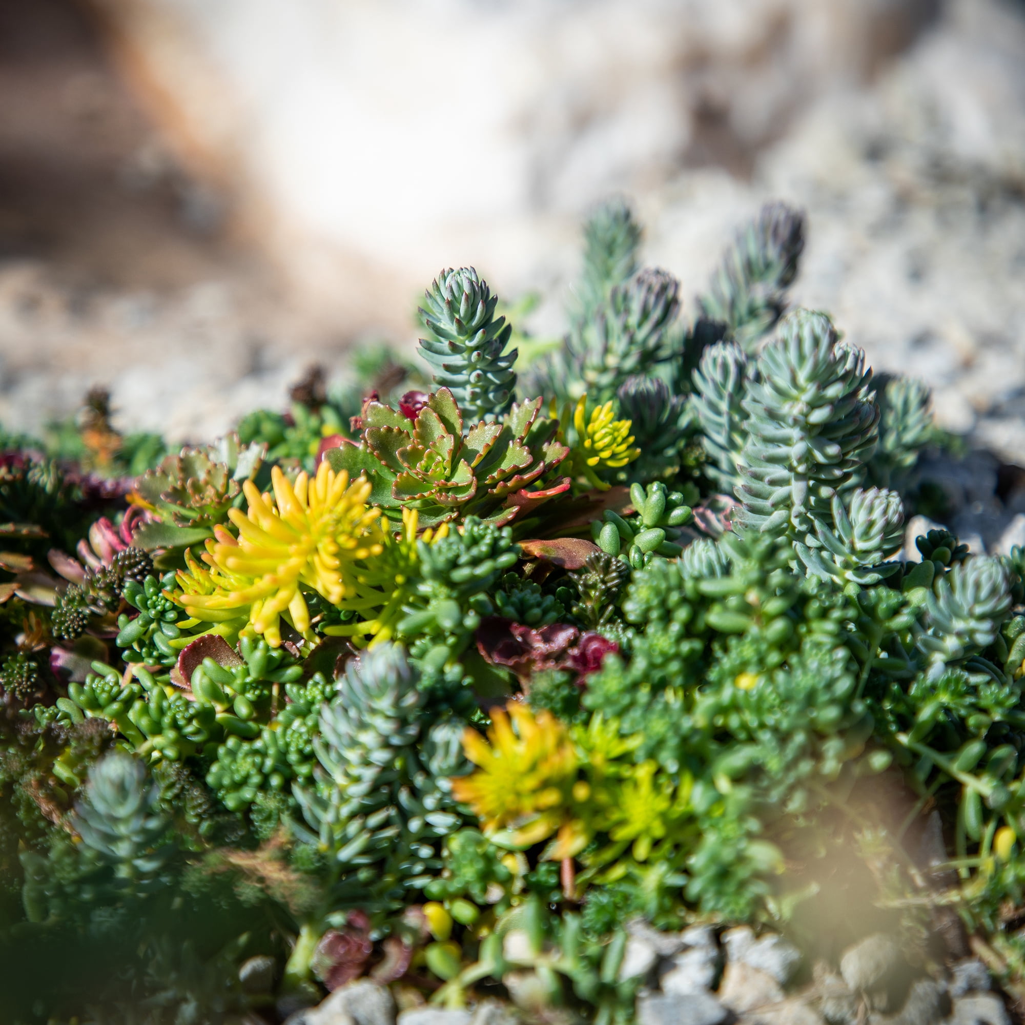 Altman Plants 10" x 20" Sedum Succulent Mat, Easy Hardy Live Succulents for Ground Cover