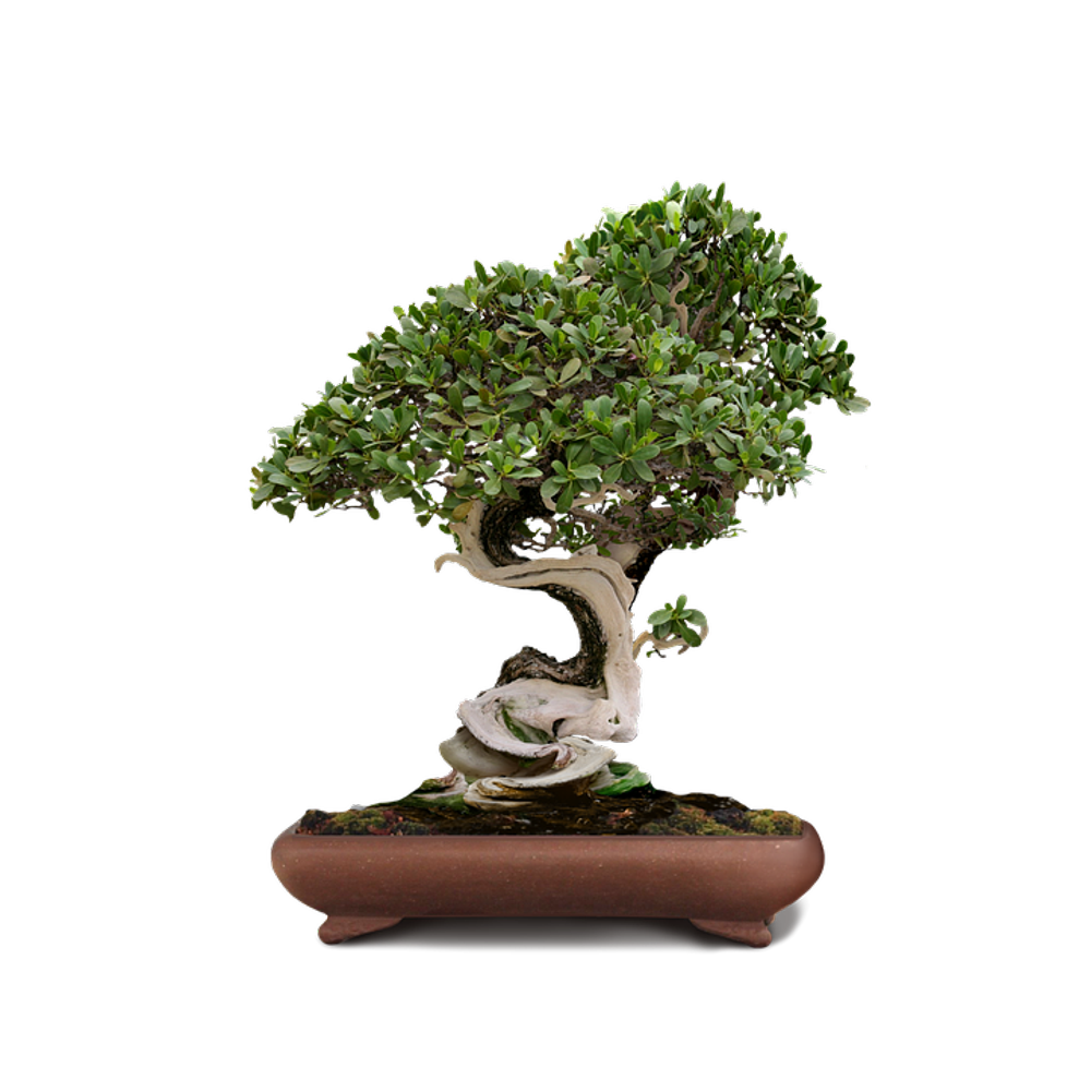 Framed Art for Your Wall Bonsai Green Tree China Bonsai Tree Dwarf Tree