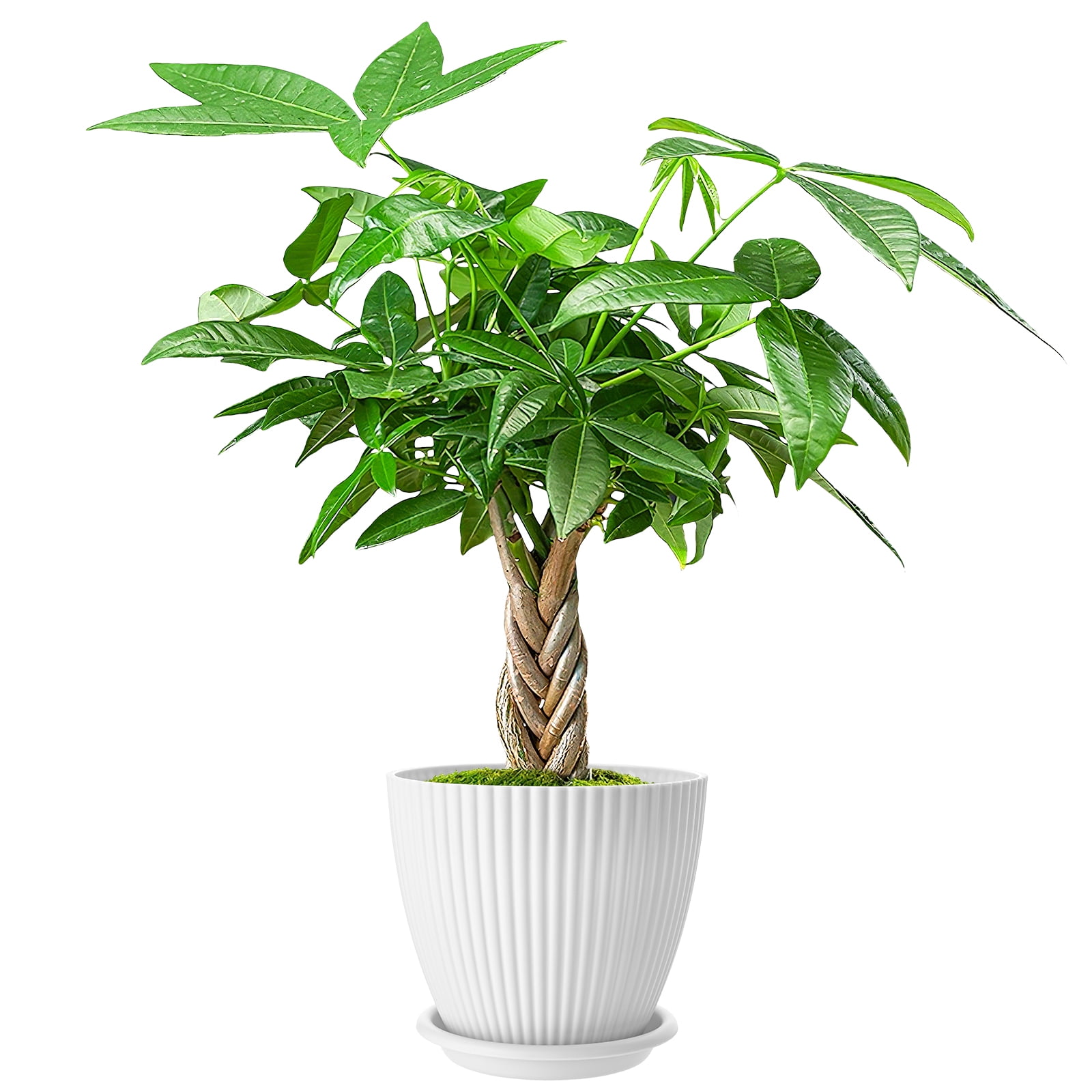 8"-12" Tall Pachira Braided Money Tree, Indoor Live Plants Houseplants Potted, Easy to Care Grow Bonsai Tree