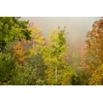 thumbnail image 2 of Jones, Allison 18x13 Black Ornate Wood Framed with Double Matting Museum Art Print Titled - USA-New Hampshire-fall foliage north of Whitefield-along Rt 3, 2 of 4