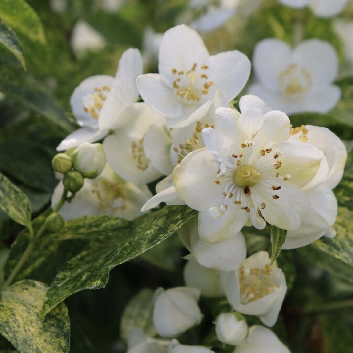 Proven Winners ColorChoice 5" White Illuminati Sparks Mockorange Live Plant in 4.5" Pot (4 Count)