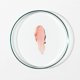 thumbnail image 3 of Tratamiento labial Grown Alchemist Tinted Age Repair 3,8 g/10 ml, 3 of 5