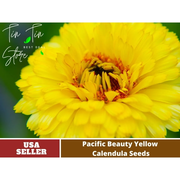 50  Seeds| Pacific Beauty Yellow Calendula Flower Seeds [BUY 3 GET 1 FREE] #H001