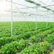 thumbnail image 1 of BESTYASH 5Ud Soportes De Arqueada Para Cubierta De Plantas Protección Heladas, 1 of 7
