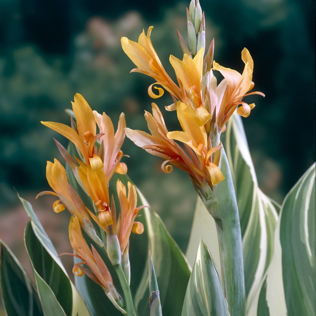 Van Zyverden Giant Cannas Stuttgart 5 Bulbs Orange Full Sun Annual Deer Resistant
