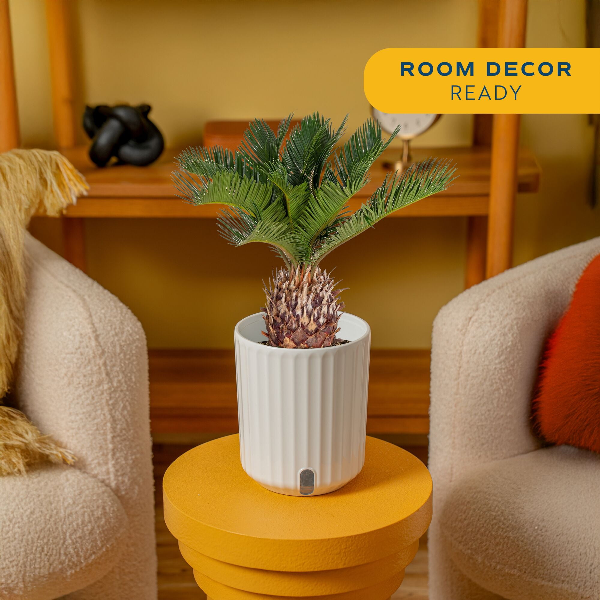 Costa Farms 12" Tall Sago Palm Live House Plants in 5" Self-Watering Pot