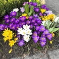 thumbnail image 2 of HJADGG 10pcs Mixed Color Crocus Bulbs-Spring Blooming Fall Planting Bulbs, Assorted Colors Dutch Crocus Corms for Gardens, Containers & Naturalizing Easy to Plant Perennial Flower Bulbs (10), 2 of 5