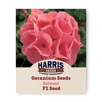 Maverick F1 Series Geranium Flower Garden Seeds - Salmon - 100 Seeds -  Annual Flower Gardening Seed - Pelargonium x hortorum - Walmart.com