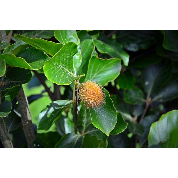 Peel N Stick Poster Of Column Gold Beech Tree Fruit Fagus Sylvatica Poster 24x16 Adhesive Decal Walmart Com Walmart Com