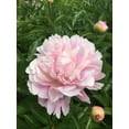 thumbnail image 2 of Mixed Potted Peony, 2-3 Eye, Trade Gallon Container, (0.667 gallons of dirt), 2 of 6