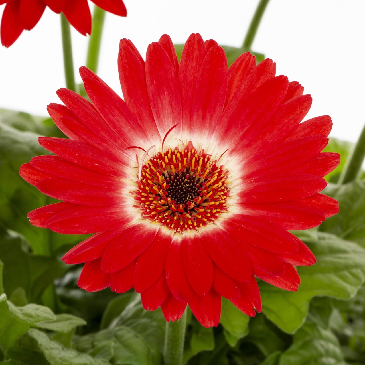 Better Homes & Gardens 1.5PT Red White Gerbera Daisy Live Annual Plant Sun 5-Pack