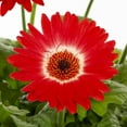thumbnail image 3 of Better Homes & Gardens 1.5PT Red White Gerbera Daisy Live Annual Plant Sun 5-Pack, 3 of 7