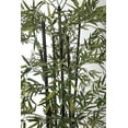 thumbnail image 3 of 77 in. Bamboo Tree with Planter, 3 of 6