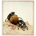 thumbnail image 3 of Edward Julius Detmold 20x21 Black Modern Framed Museum Art Print Titled - The Sacred Beetle (1921), 3 of 5