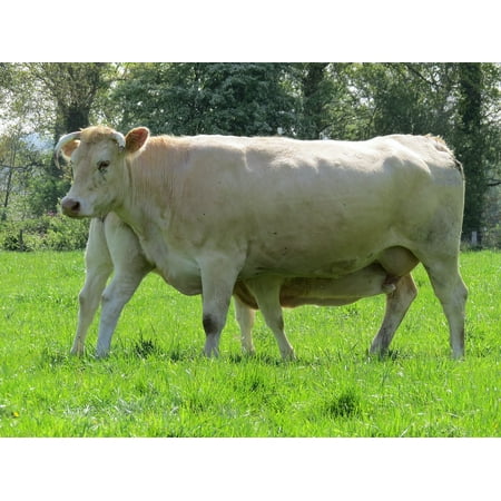 Canvas Print Animals Cow Cattle Breeding Farm Animals Veal Stretched Canvas 10 X 14 - 