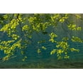 thumbnail image 2 of Mahan, Kathy 32x23 White Modern Wood Framed Museum Art Print Titled - Overhanging Alder Trees II, 2 of 4