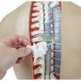 thumbnail image 6 of Axis Scientific 18-Part Human Torso Anatomy Model with Removable Organs and Product Manual, 6 of 12