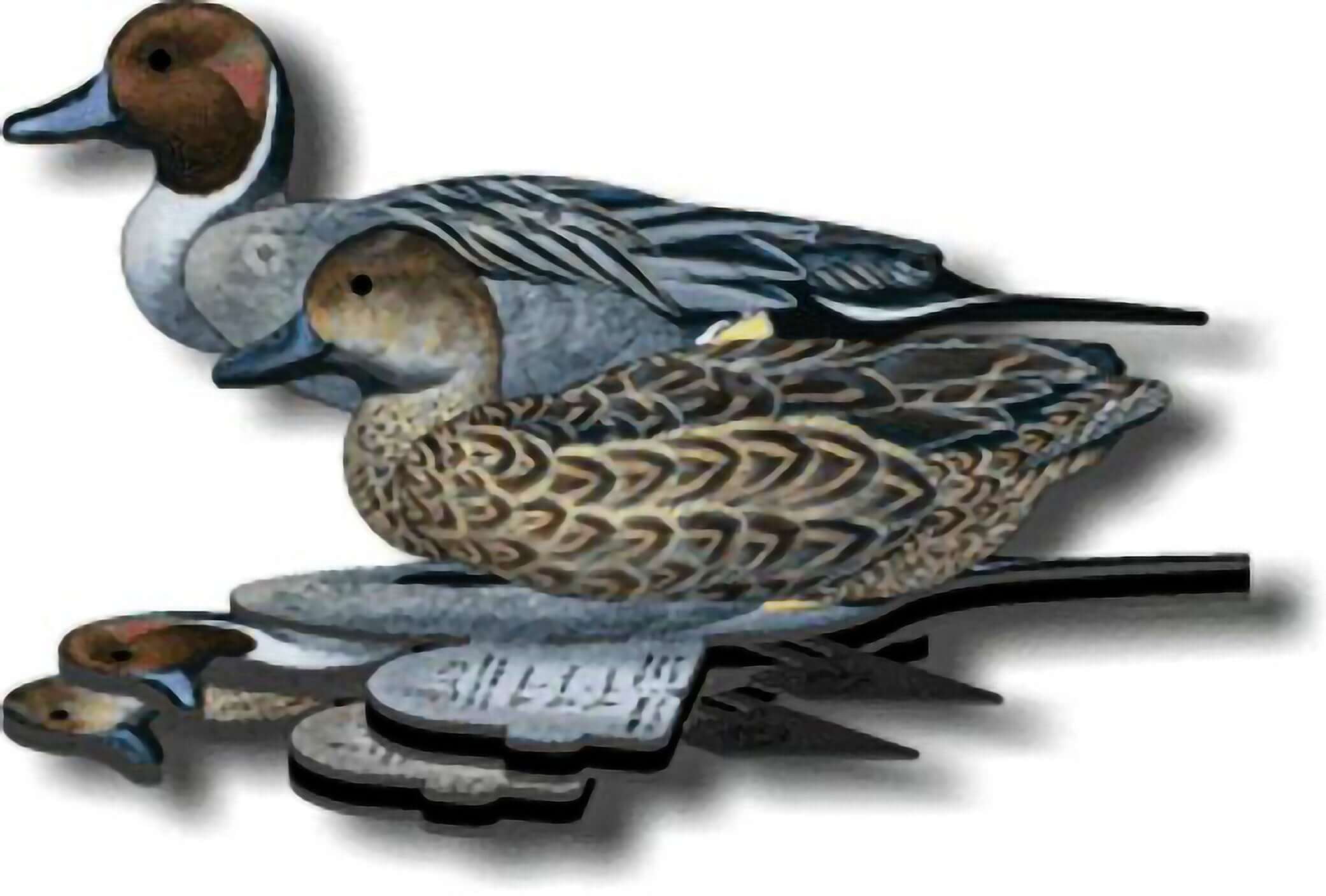 Pintail Decoy Foldable and Collapsible Full Body Decoys (6 Decoys