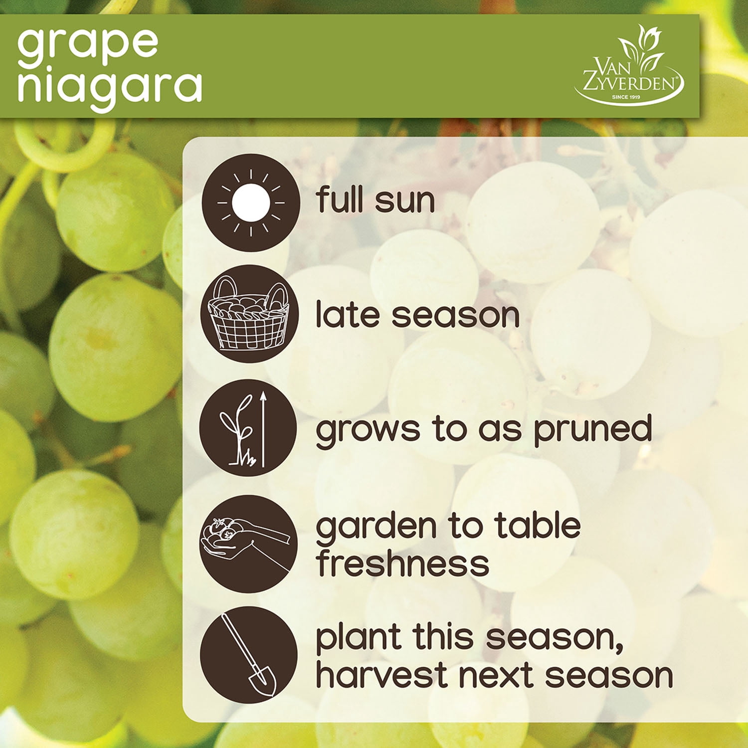 Expert Gardener Grape Collection Seedless (Set of 2 Dormant Bare Roots) Full Sun, Multi-Color, Perennial