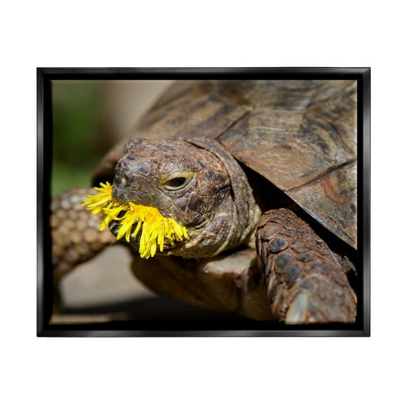 Stupell Industries Turtle Eating Dandelion Animals & Insects Photography Black Floater Framed Canvas Art Print Wall Art, 21 x 17