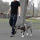 thumbnail image 3 of Dog Leash Heavy Duty Double Handles Lead1.5m Blue, 3 of 4