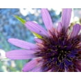 thumbnail image 2 of 50 MAMMOTH Sandwich Island SALSIFY White Root Vegetable Oyster Flower Seeds, 2 of 3