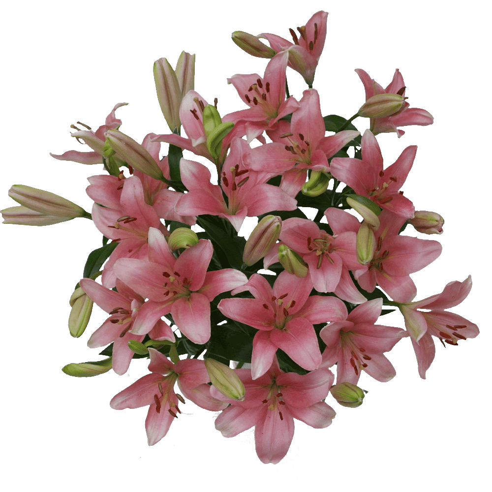 28 Blooms Of Pink Color Asiatic Lilies 8 Stems Beautiful Fresh Cut Flowers Express Delivery Walmart Com Walmart Com
