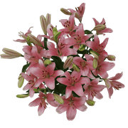 GLOBALROSE 28 Blooms of Pink Color Asiatic Lilies 8 Stems- Beautiful Fresh Cut Flowers- Express Delivery